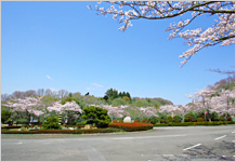 三郷町の総本山四天王寺高安山霊園　園内の花と緑の写真